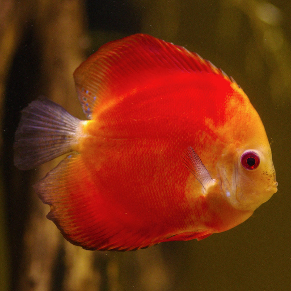 S.discus   Discus red melon 6-7 cm